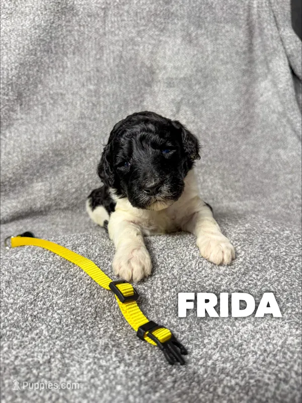 Frida - AKC – Poodle - Standard  puppy for sale in Columbia City, IN