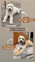 Griffin - standard f1b, a male Saint Berdoodle for sale in Columbia City, IN – 2 of 2