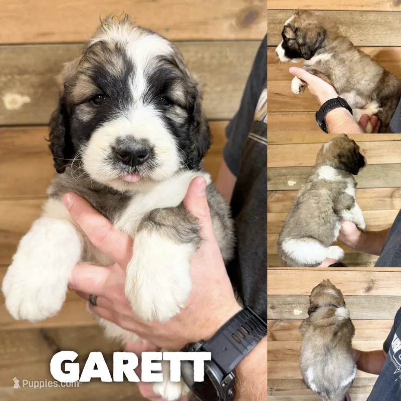 Garett - standard f1b – Saint Berdoodle puppy for sale in Columbia City, IN