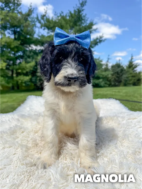 Magnolia - Standard F1b – Goldendoodle puppy for sale in Columbia City, IN