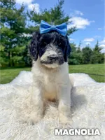 Magnolia - Standard F1b, a female Goldendoodle for sale in Columbia City, IN – 2 of 7