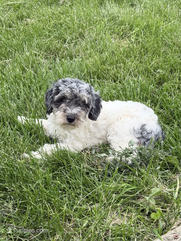 Birdie - AKC Toy – Poodle - Toy  puppy for sale in Columbia City, IN