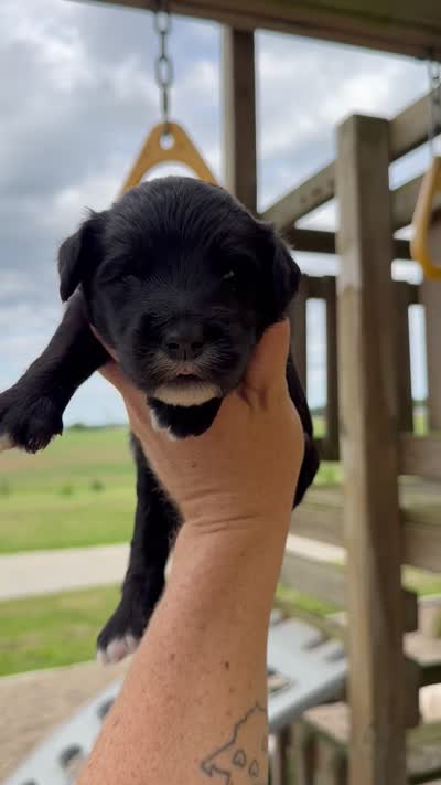 Maverick - F1b, a male Goldendoodle for sale in Columbia City, IN – 4 of 4
