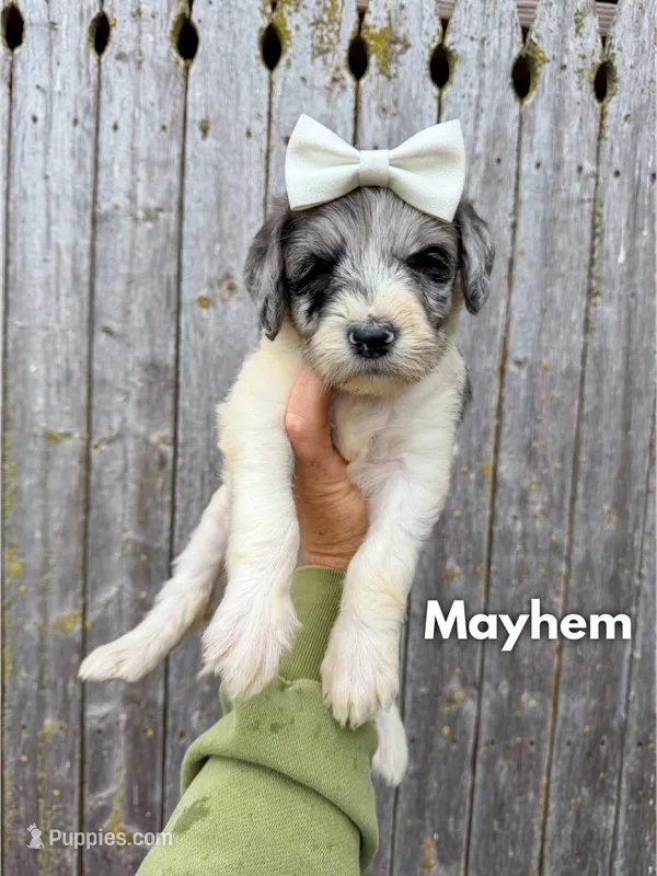 Mayhem - Standard F1b – Goldendoodle puppy for sale in Columbia City, IN
