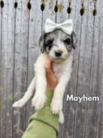 Mayhem - Standard F1b, a female Goldendoodle for sale in Columbia City, IN – 4 of 7