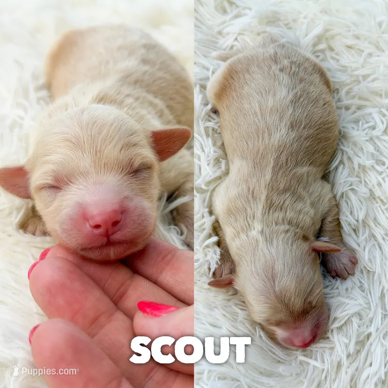Scout - Micro Mini F1b – Miniature Aussiedoodle puppy for sale in Columbia City, IN