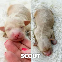 Scout - Micro Mini F1b, a male Miniature Aussiedoodle for sale in Columbia City, IN – 1 of 4