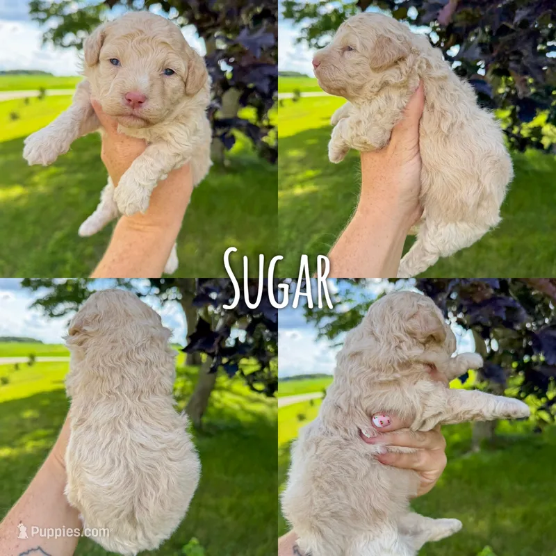 Sugar - Micro Mini F1b – Miniature Aussiedoodle puppy for sale in Columbia City, IN