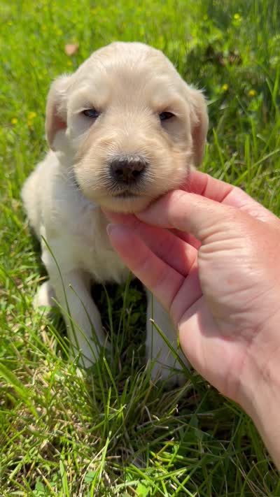 Marigold - F1b, a female Goldendoodle for sale in Columbia City, IN – 9 of 10