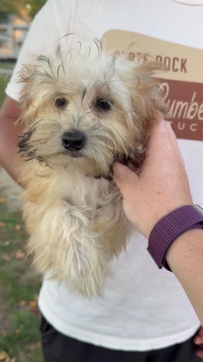 Millie , a male Chinese Crested and Poodle - Toy  for sale in Columbia City, IN – 3 of 3