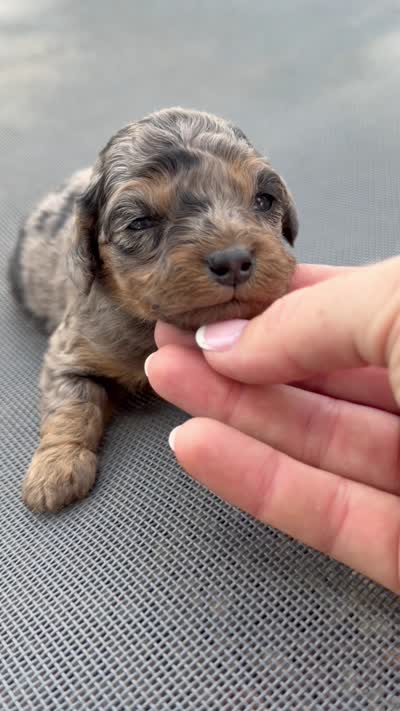 Starling - Micro Mini F1b, a female Miniature Aussiedoodle for sale in Columbia City, IN – 7 of 8