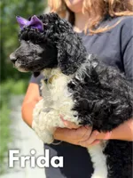 Frida - AKC, a female Poodle - Standard  for sale in Columbia City, IN – 2 of 10