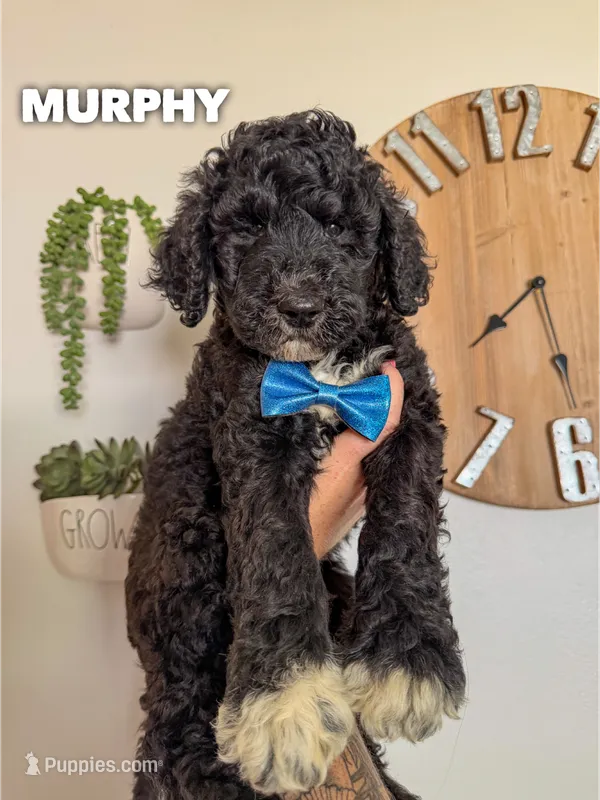 Murphy - F1b – Goldendoodle puppy for sale in Columbia City, IN