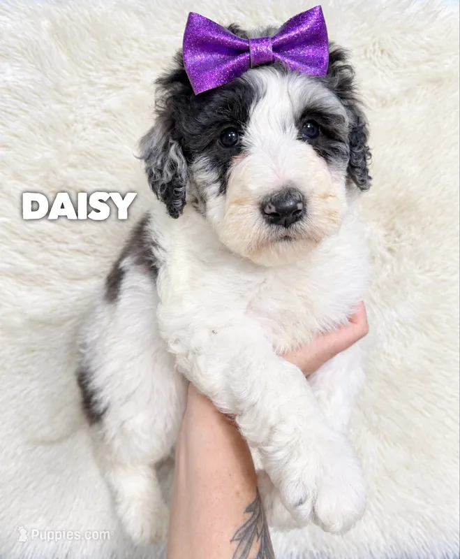 Daisy - standard f1b – Aussiedoodle puppy for sale in Columbia City, IN