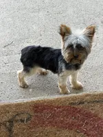 AKC Teacup Junie , a female Yorkshire Terrier for sale in Columbia City, IN – 4 of 6