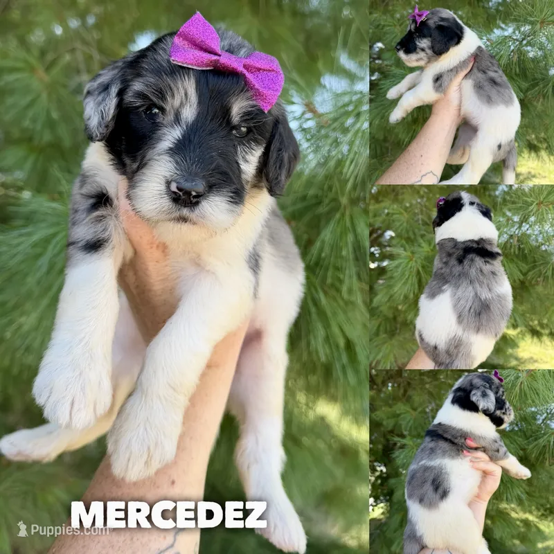 Mercedez - Standard F1b – Goldendoodle puppy for sale in Columbia City, IN