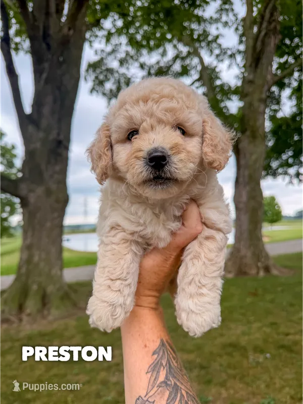 Preston - Micro Mini F1b – Miniature Goldendoodle puppy for sale in Columbia City, IN
