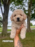 Preston - Micro Mini F1b, a male Miniature Goldendoodle for sale in Columbia City, IN – 1 of 1