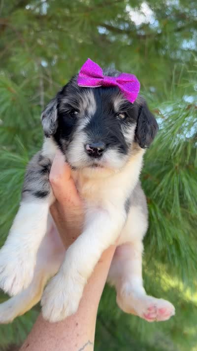 Mercedez - Standard F1b, a female Goldendoodle for sale in Columbia City, IN – 3 of 3