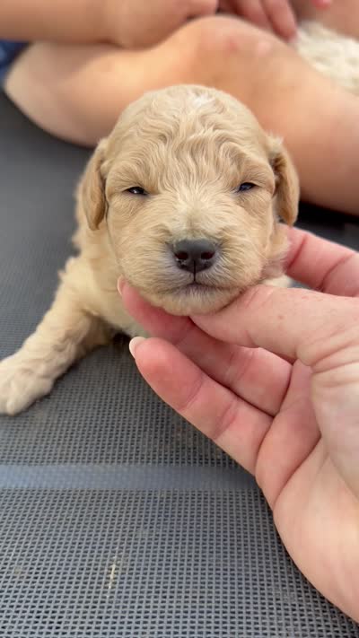 Saber - Micro Mini F1b, a male Miniature Aussiedoodle for sale in Columbia City, IN – 7 of 8