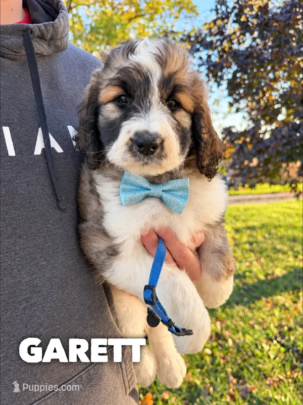 Garett - standard f1b – Saint Berdoodle puppy for sale in Columbia City, IN