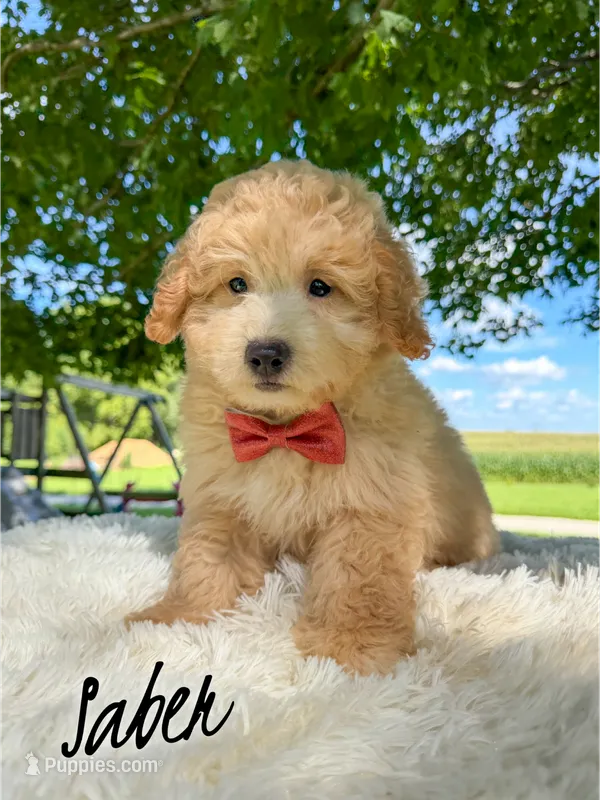 Saber - Micro Mini F1b – Miniature Aussiedoodle puppy for sale in Columbia City, IN