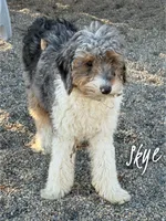 Sugar - Micro Mini F1b, a female Miniature Aussiedoodle for sale in Columbia City, IN – 2 of 5