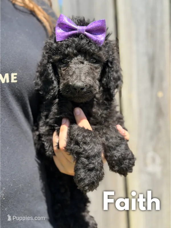 Faith - AKC – Poodle - Standard  puppy for sale in Columbia City, IN