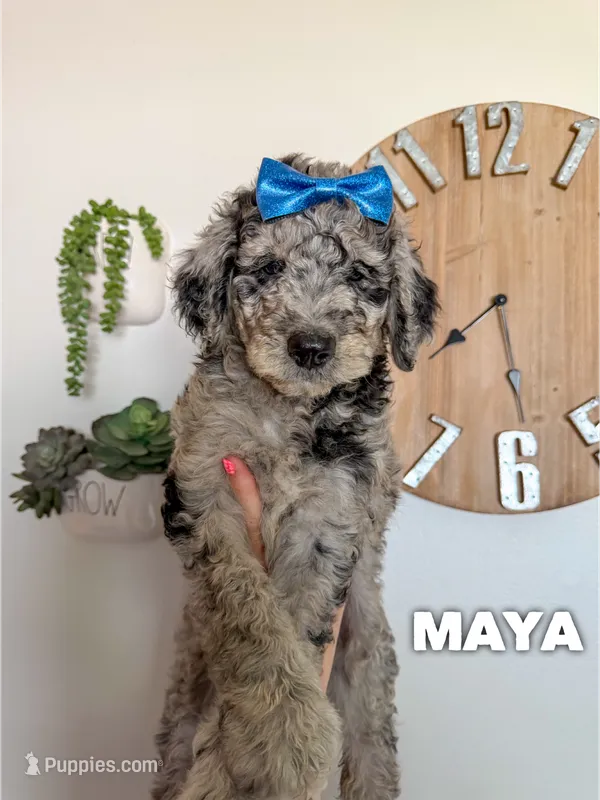 Maya - F1b – Goldendoodle puppy for sale in Columbia City, IN