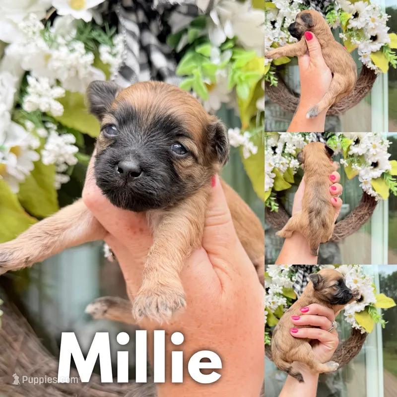 Millie  – Chinese Crested, Poodle - Toy  puppy for sale in Columbia City, IN
