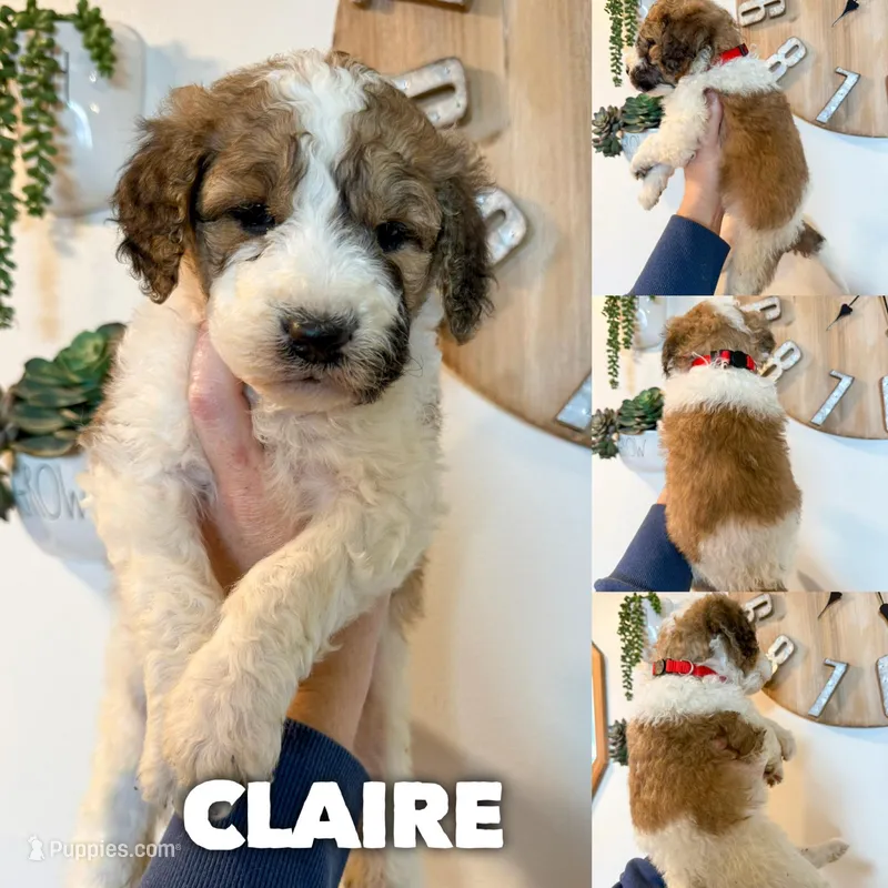 Claire - Standard F1b – Saint Berdoodle puppy for sale in Columbia City, IN