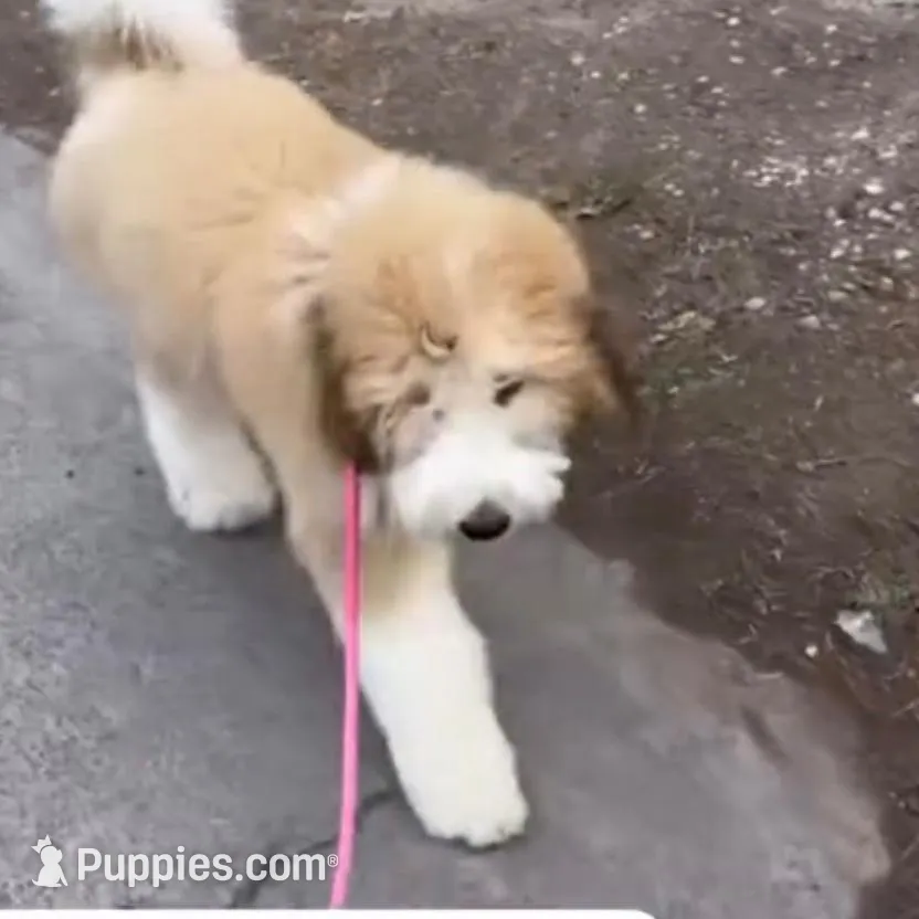 Claire - Standard F1b, a female Saint Berdoodle for sale in Columbia City, IN – Photo 3 of 3