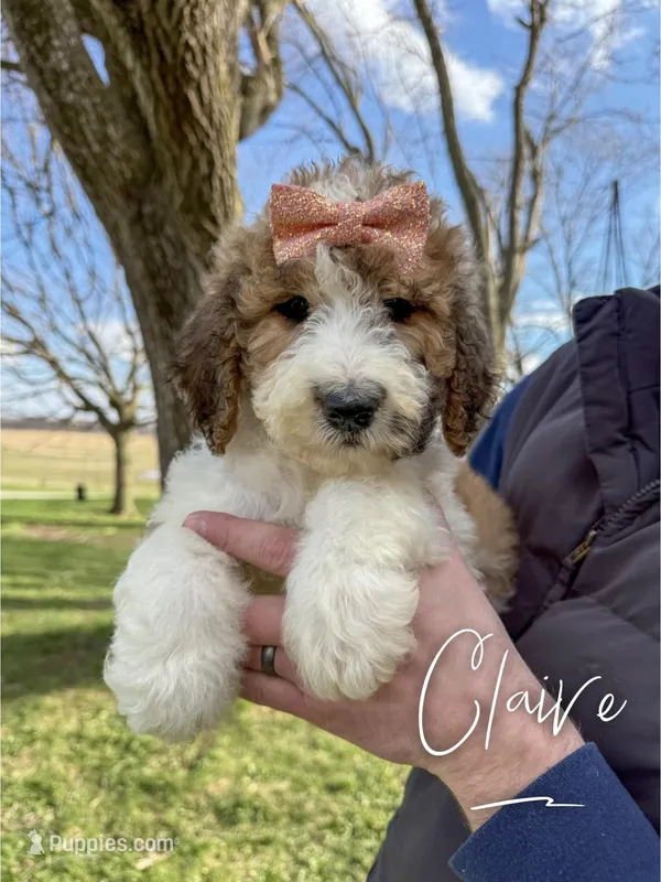 Claire - Standard F1b – Saint Berdoodle puppy for sale in Columbia City, IN