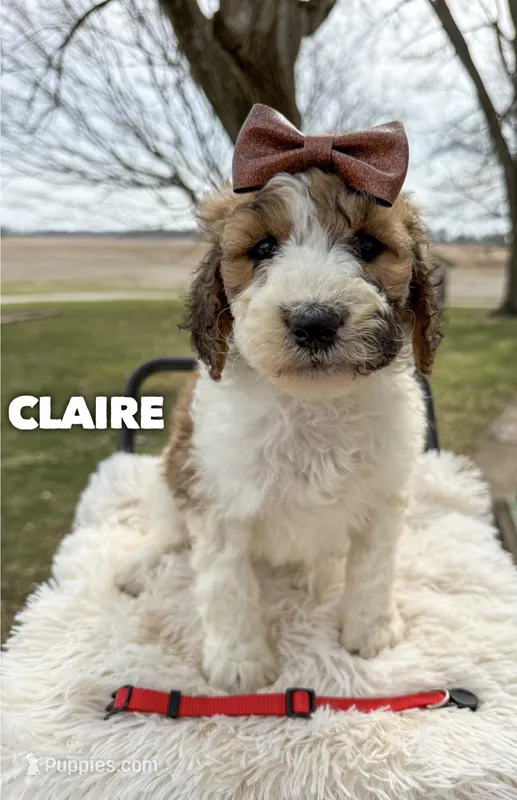 Claire - Standard F1b – Saint Berdoodle puppy for sale in Columbia City, IN