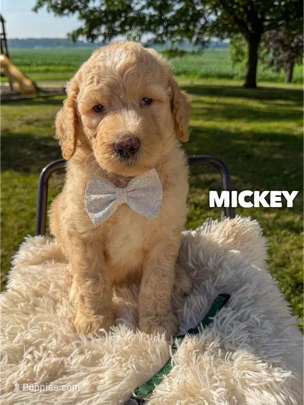 Mickey - F1b – Goldendoodle puppy for sale in Columbia City, IN