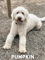 Mickey - F1b, a male Goldendoodle for sale in Columbia City, IN – 3 of 4