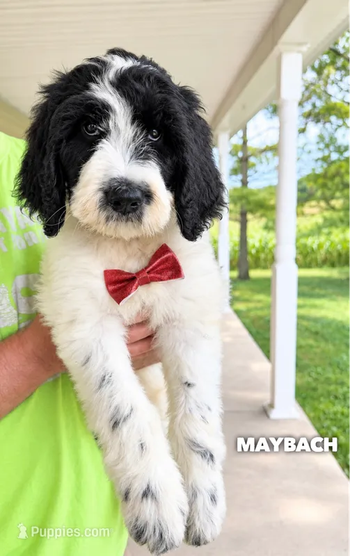 Maybach - Standard F1b – Goldendoodle puppy for sale in Columbia City, IN