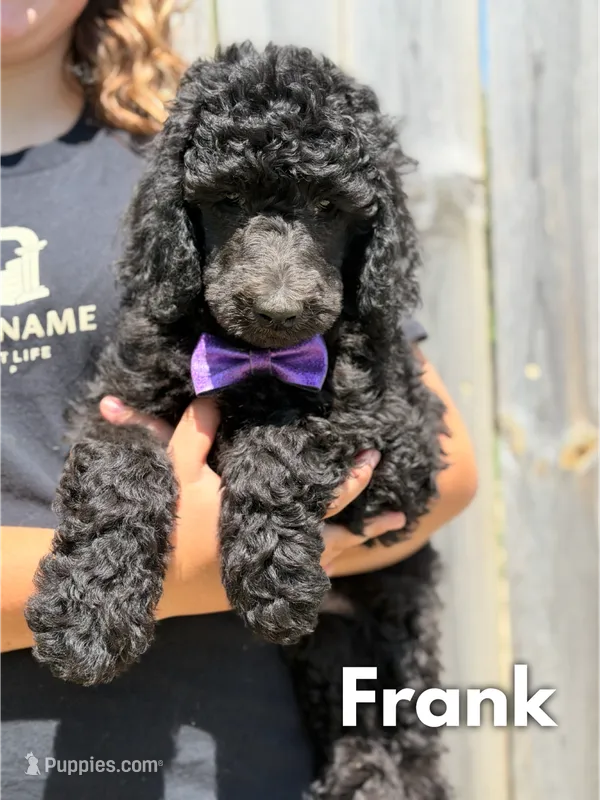 Frank - AKC – Poodle - Standard  puppy for sale in Columbia City, IN