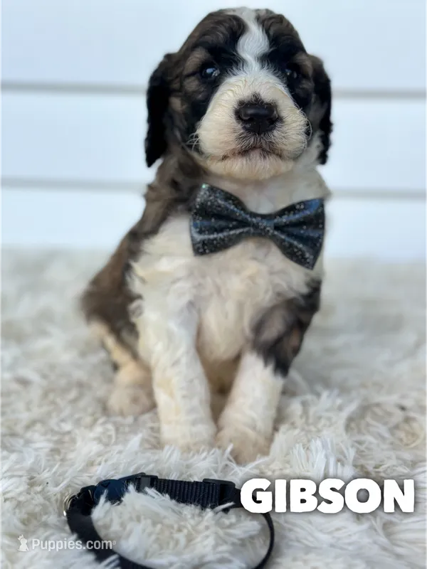 Gibson - standard f1b – Saint Berdoodle puppy for sale in Columbia City, IN