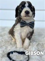 Gibson - standard f1b, a male Saint Berdoodle for sale in Columbia City, IN – 1 of 2