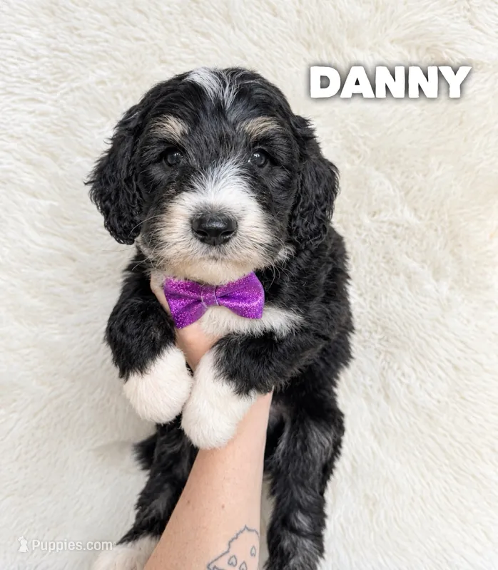 Danny - standard f1b – Aussiedoodle puppy for sale in Columbia City, IN