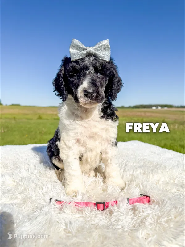 Freya - AKC Tri Parti – Poodle - Standard  puppy for sale in Columbia City, IN