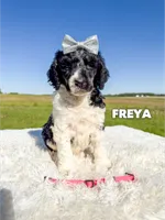 Freya - AKC Tri Parti, a female Poodle - Standard  for sale in Columbia City, IN – 1 of 9