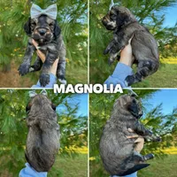 Magnolia - Standard F1b, a female Goldendoodle for sale in Columbia City, IN – Photo 2 of 4