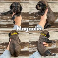 Magnolia - Standard F1b, a female Goldendoodle for sale in Columbia City, IN – Photo 3 of 4