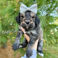 Magnolia - Standard F1b, a female Goldendoodle for sale in Columbia City, IN – Photo 1 of 4