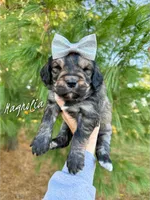 Magnolia - Standard F1b, a female Goldendoodle for sale in Columbia City, IN – Photo 1 of 4