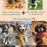 Magnolia - Standard F1b, a female Goldendoodle for sale in Columbia City, IN – Photo 4 of 4