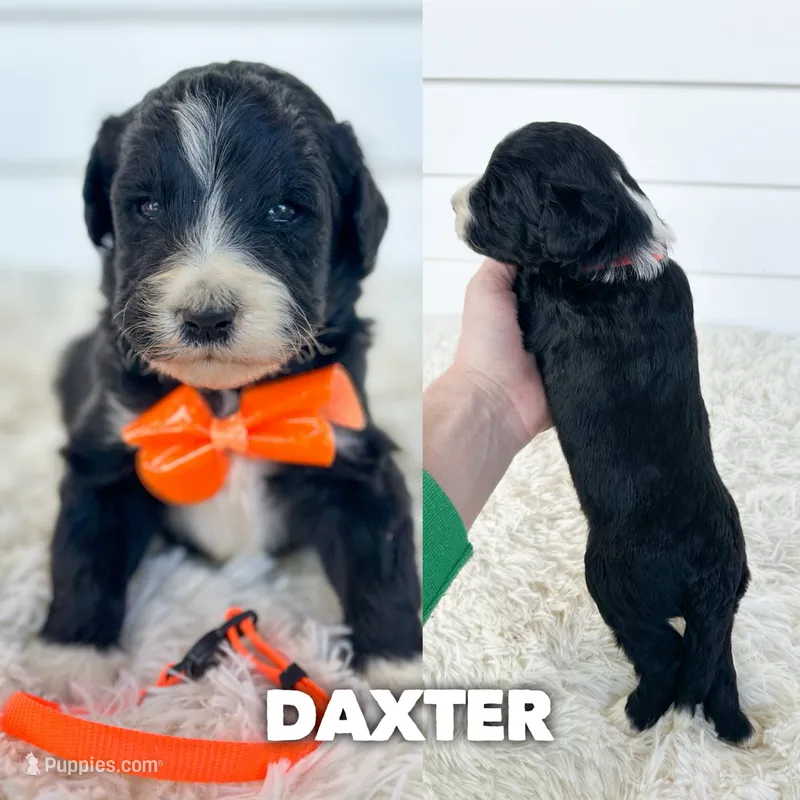 Daxter - standard f1b – Aussiedoodle puppy for sale in Columbia City, IN
