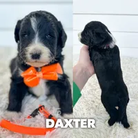 Daxter - standard f1b, a male Aussiedoodle for sale in Columbia City, IN – 1 of 3